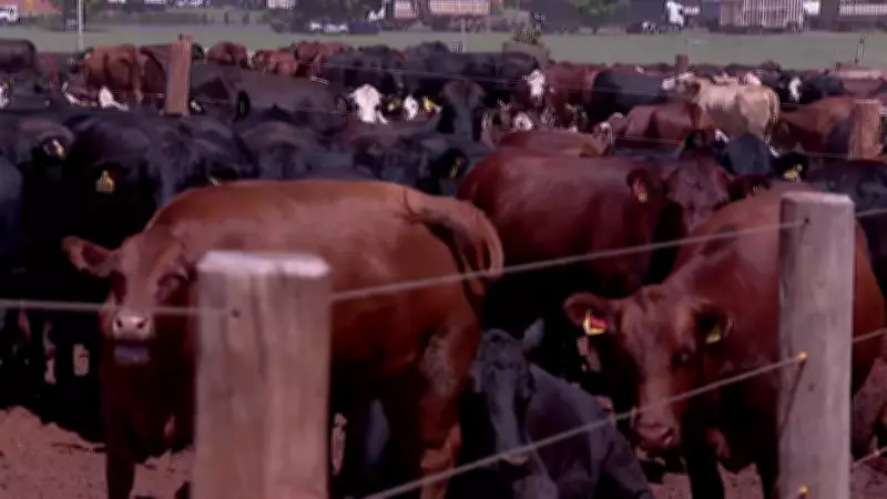 Gado resgatado de navio incendiado em SP recebe cuidados em fazenda de Barretos