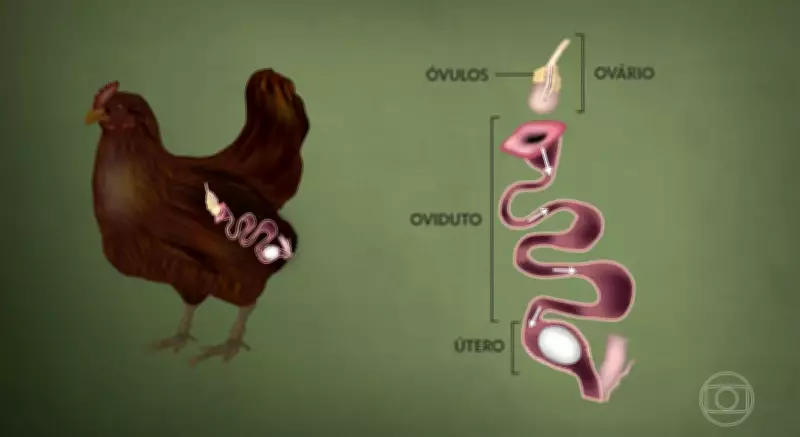 Galinha leva 25 horas para produzir um ovo: entenda o processo complexo
