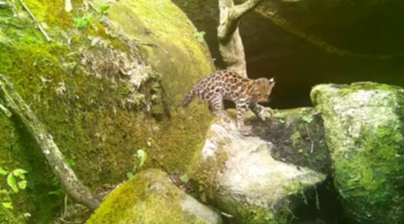Gato-do-mato ameaçado de extinção é registrado no Parque Estadual dos Três Picos, no Rio de Janeiro