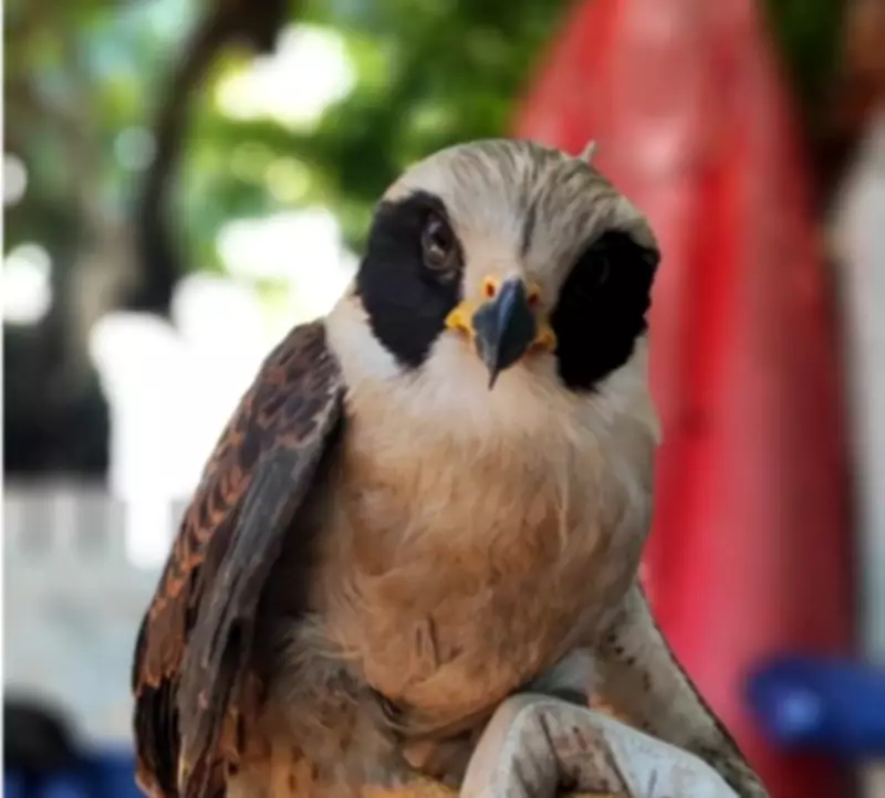 Gavião-sorridente com asa quebrada é resgatado em Cabo Frio após ser encontrado caído