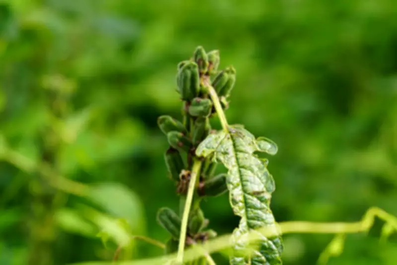 Gergelim: do 'Abre-te, sésamo' aos benefícios para a saúde, conheça a planta milenar