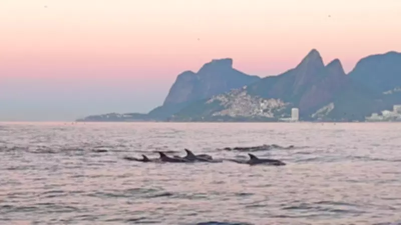 Golfinhos encantam litoral do Rio de Janeiro em espetáculo natural no Arpoador