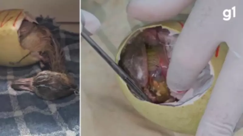 Gramadozoo celebra nascimento de emas e arara-canindé por incubação artificial no RS