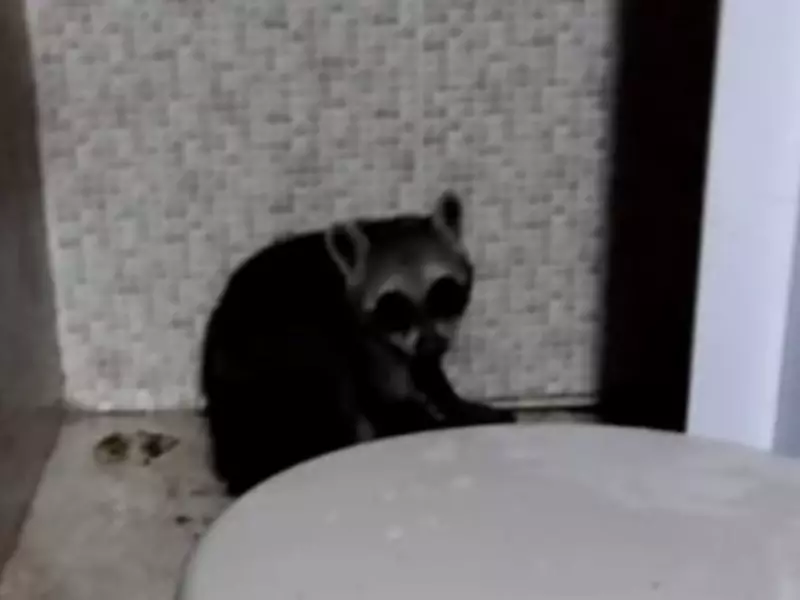 Guaxinim invade banheiro de casa em Lagarto e é resgatado por Bombeiros
