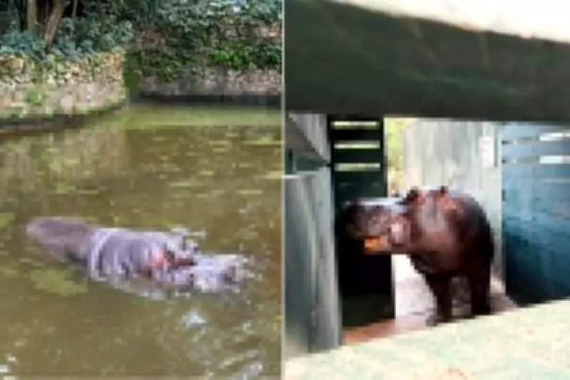 Hipopótamo Ramon é transferido do Horto de São Vicente para o Zoológico de São Paulo