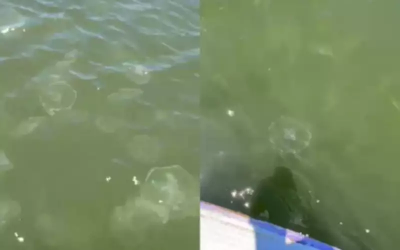 Homem avista grupo de águas-vivas durante prática de stand-up paddle no Rio Vaza-Barris em Aracaju