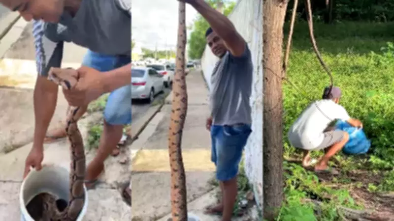 Homem encontra sucuri gigante de 2 metros ao limpar terreno em Teresina