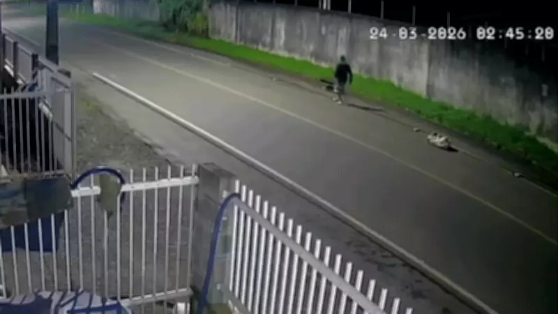Homem flagrado agredindo tamanduá com pauladas em SC confessa crime após repercussão