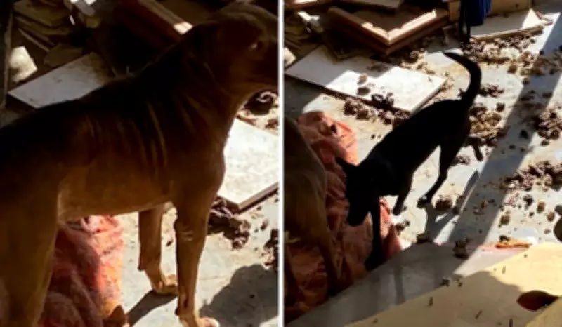 Homem é investigado por maus-tratos a animais em Campinas após denúncia de vizinho