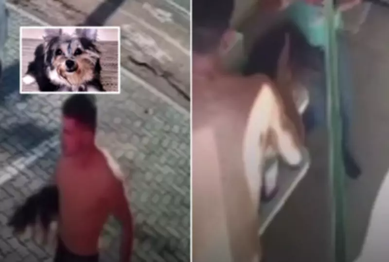 Homem mata cachorro da ex em Leme (SP) e leva corpo ao veterinário após espancamento