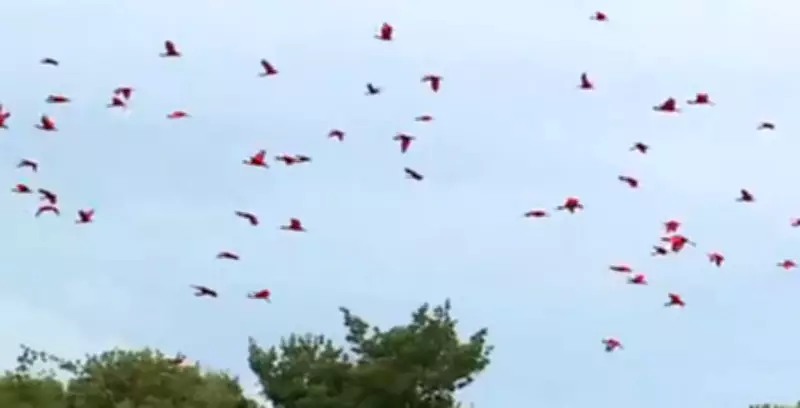 Homem é multado por crime ambiental após assustar guarás com barco no Maranhão