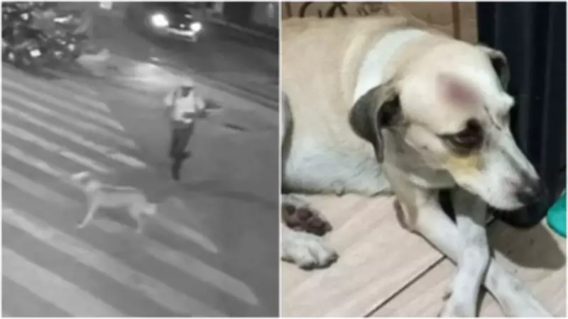 Homem é preso após agredir cadela com paulada e tentar esfaqueá-la em Juazeiro do Norte