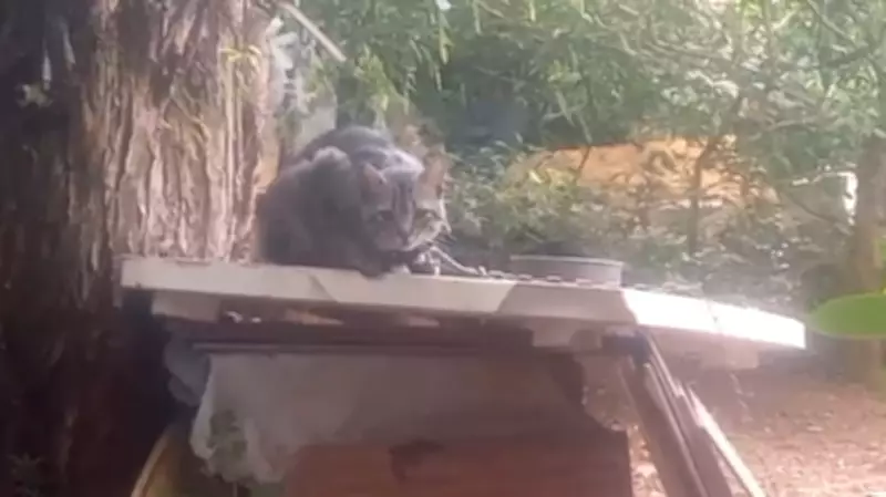 Homem é preso em Ponta Grossa por manter gatos acorrentados e feridos em casa