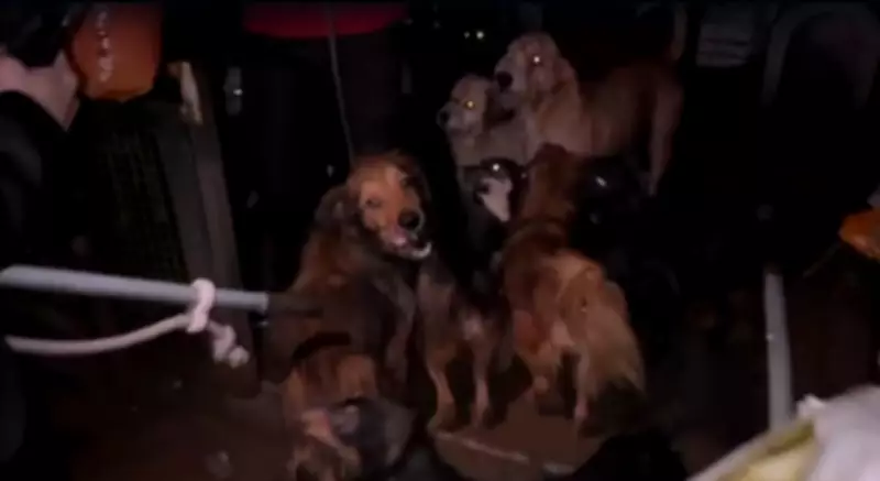 Homem é preso em São Roque por suspeita de maus-tratos a 60 cães em suposta ONG