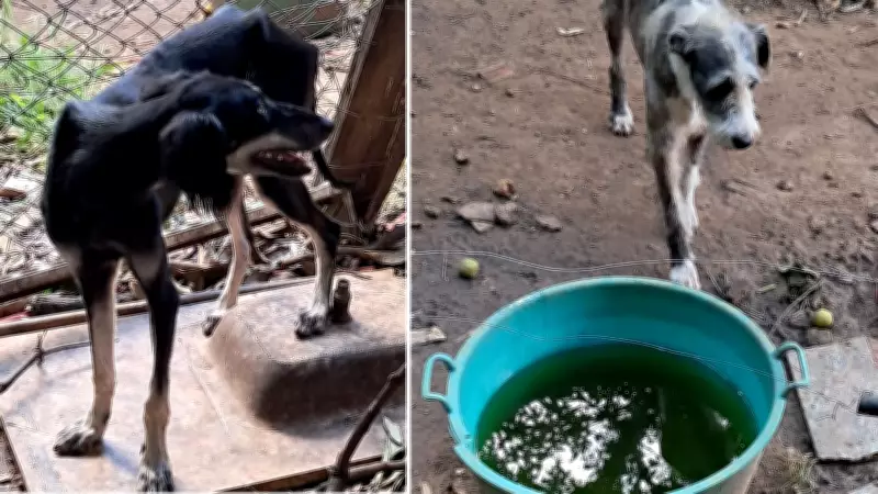 Homem é preso por maus-tratos a 17 cães em Araçatuba; um animal morre durante resgate