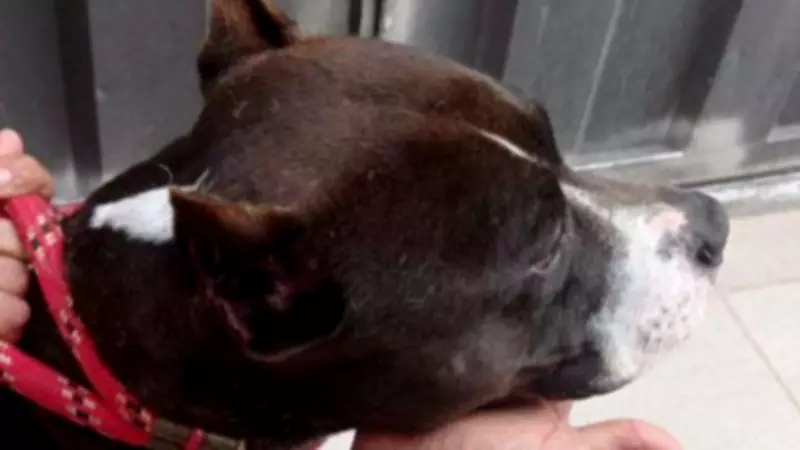 Homem é preso por tráfico e maus-tratos a animais em Itapecerica; cães foram resgatados em situação crítica