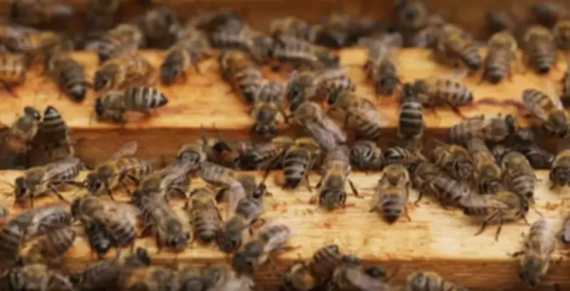 Homem sofre ataque de enxame de abelhas em Santa Inês e é hospitalizado após resgate inusitado