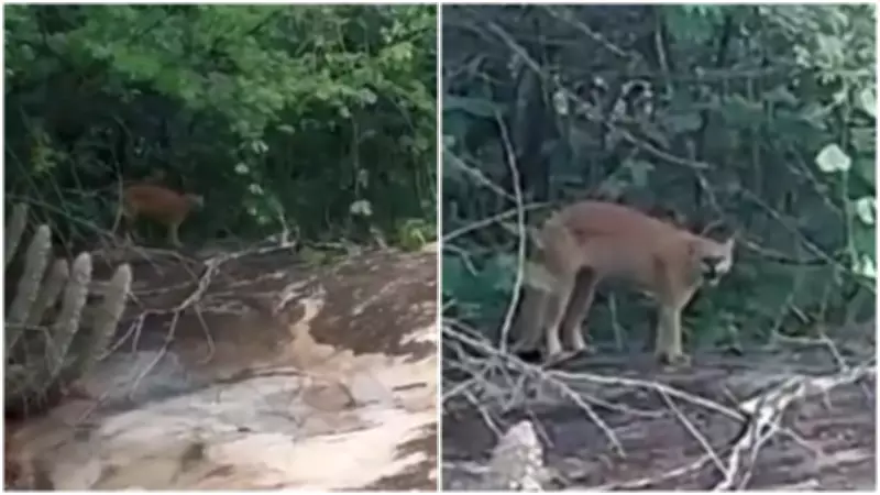 Homem tem encontro raro com onça-parda durante caminhada em mata no Ceará