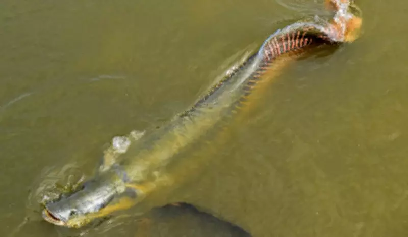 Ibama declara pirarucu como espécie invasora no rio Madeira e libera abate sem limite