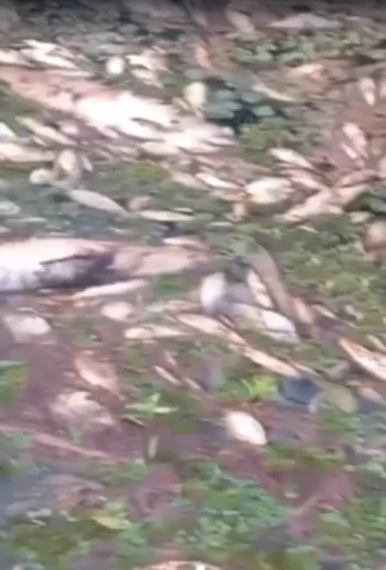 ICMBio investiga mortandade de peixes em reserva extrativista no sudoeste do Pará