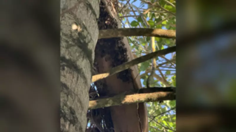 Idoso de 74 anos morre após ser picado mais de 100 vezes por abelhas em José Boiteux