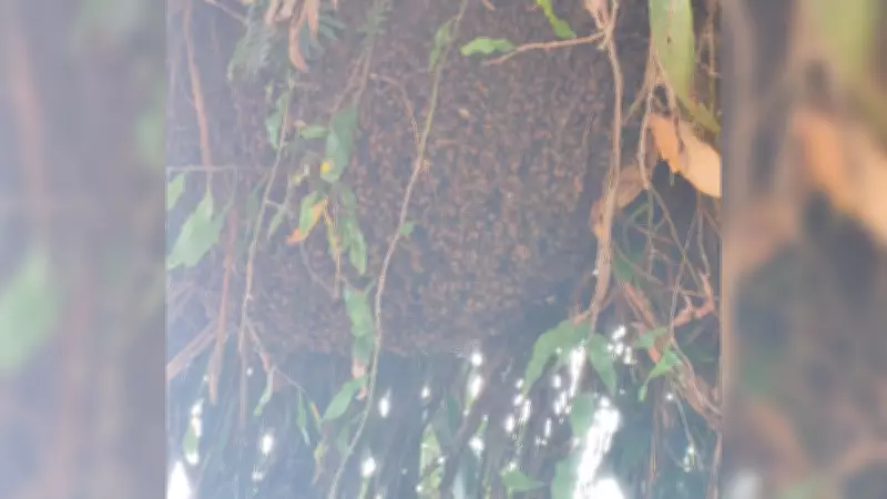 Idoso sofre 30 picadas e cão morre em ataque de enxame de abelhas em Sarapuí