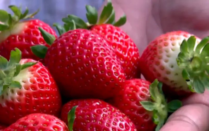 Importação de morango do Egito derruba preços e ameaça produtores do Sul de Minas