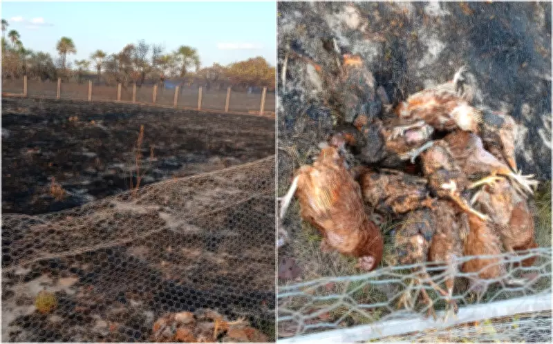 Incêndio em Boa Vista mata 80 galinhas e destrói sustento de agricultora durante queimadas