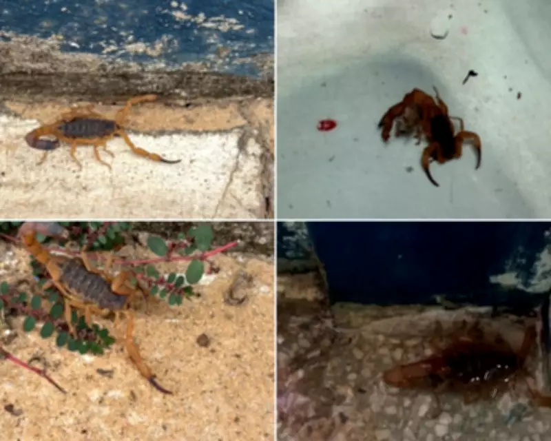 Infestação de escorpiões em creche de São Carlos gera pânico entre pais de alunos