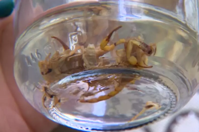 Infestação de escorpiões em Jacareí preocupa moradores após roçada inadequada