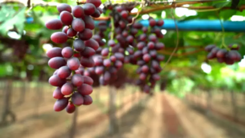Inscrições abertas para o XVIII Debate da Viticultura do Vale do São Francisco em Petrolina