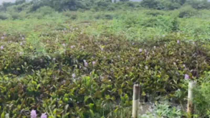 Invasão de aguapés sufoca rio e ameaça economia local em Marinópolis (SP)