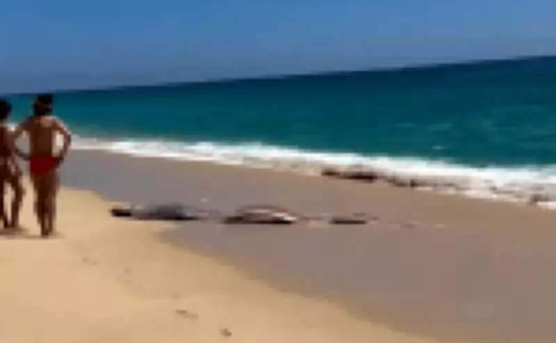 Irmãs resgatam dois raros 'peixes do fim do mundo' em praia mexicana; vídeo viraliza