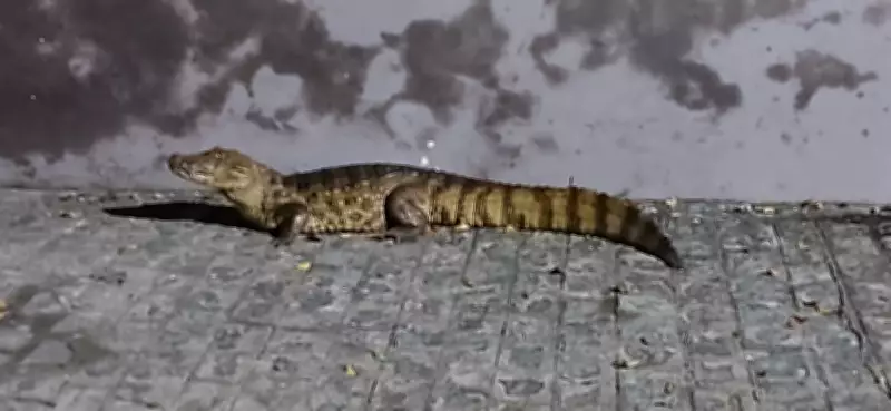 Jacaré é capturado após circular por ruas de Fagundes, no Agreste da Paraíba