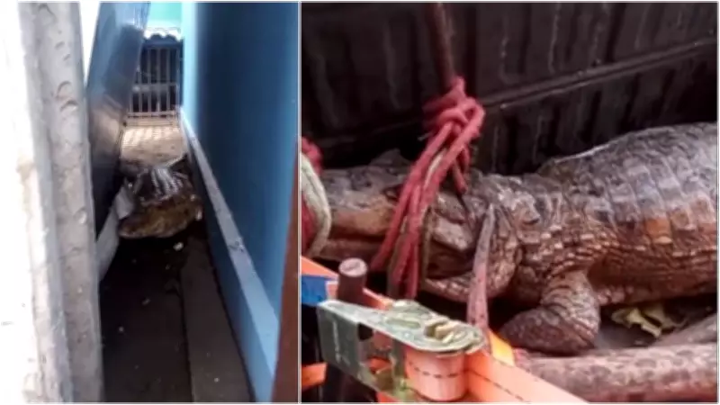 Jacaré de 1,5 metro é resgatado em posto de combustível na Grande Fortaleza