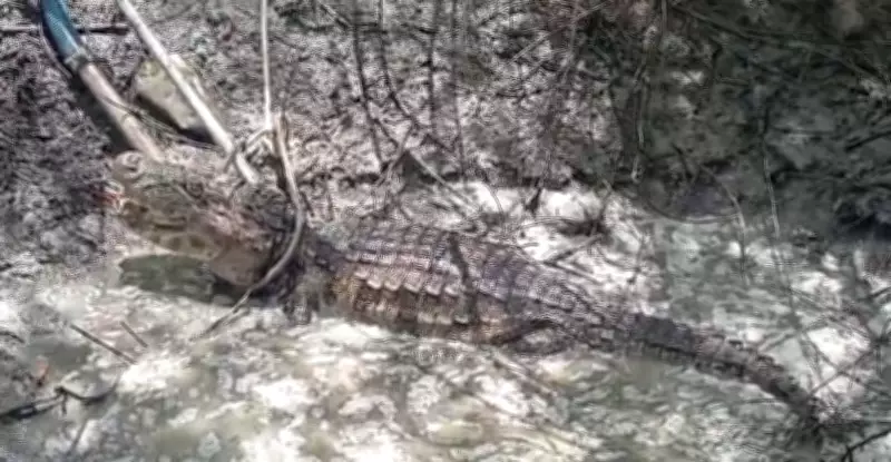 Jacaré de quase 3 metros é capturado em operação conjunta na zona rural de Janduís, RN