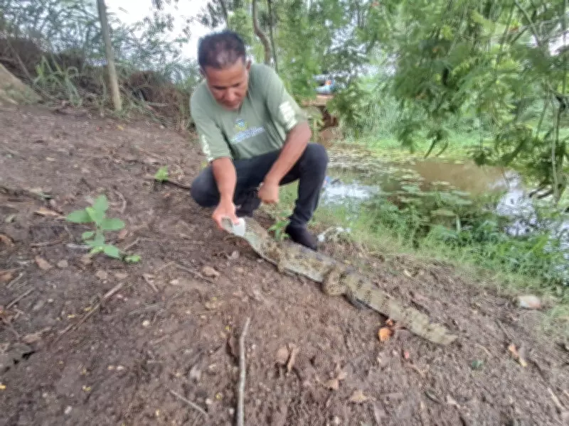 Jacaré-do-papo-amarelo e coruja-orelhuda são resgatados em São Pedro da Aldeia
