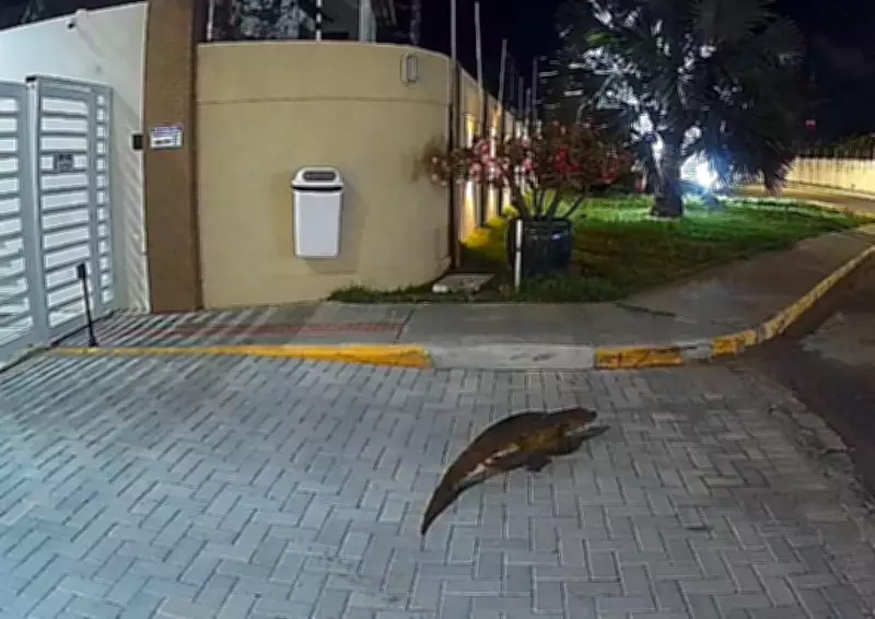 Jacaré é flagrado circulando próximo a condomínio em Aracaju pela segunda vez