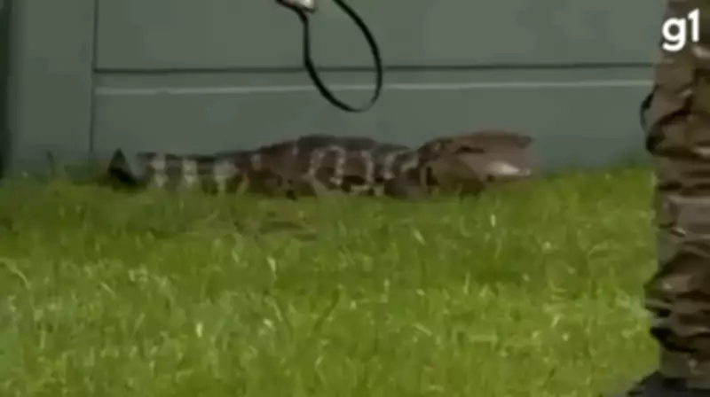 Jacaré invade condomínio em Tramandaí e circula entre casas; Polícia Ambiental faz resgate
