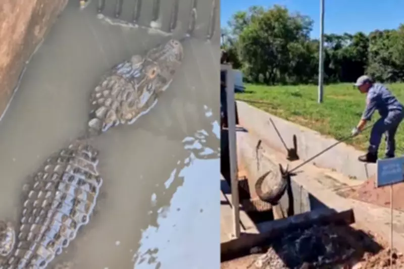 Jacaré é resgatado após ficar preso em encanamento de esgoto em Salmourão