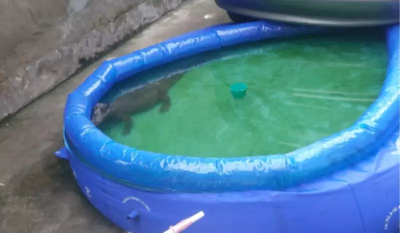 Jacaré é resgatado de piscina infantil em quintal de Manaus após susto familiar