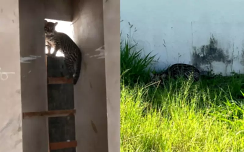 Jaguatirica é capturada dentro de banheiro em condomínio de Franca, SP