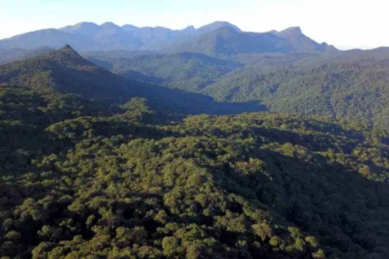 Jaqueira Invasora Simplifica Habitat e Ameaça Sapos da Mata Atlântica, Revela Estudo