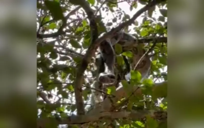 Jiboia-cinzenta é flagrada 'descansando' em árvore na zona rural de Guareí, SP
