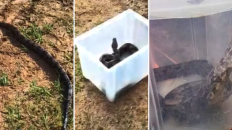 Jiboia de 1,5 metro é resgatada em trilha de parque estadual em Águas da Prata (SP)