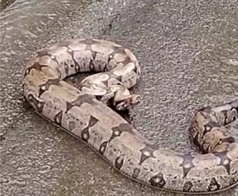 Jiboia de 1,5 metro é resgatada pela Guarda em anel viário de Limeira