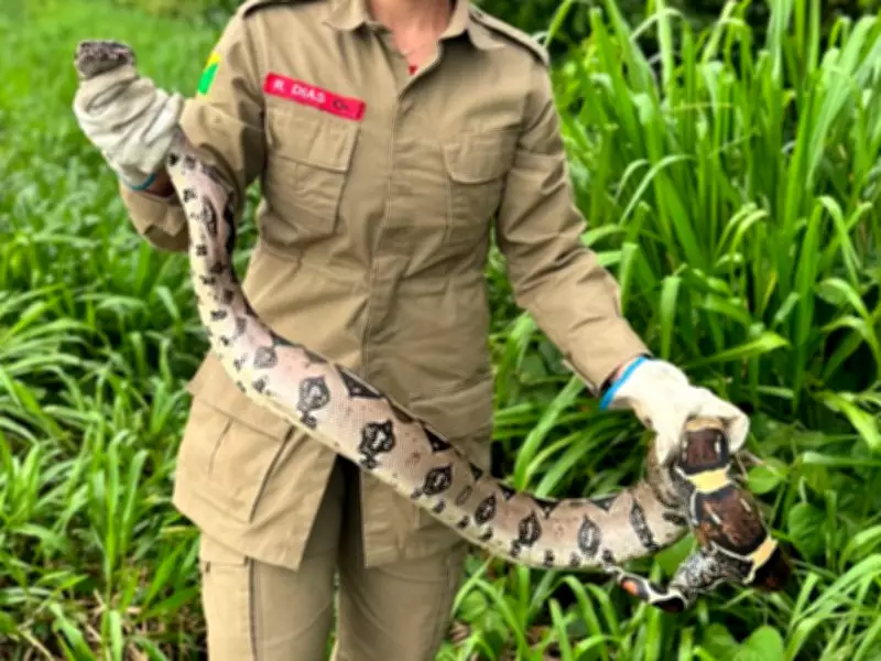 Jiboia de 1,5 metros é resgatada em calçada movimentada de cidade do Acre