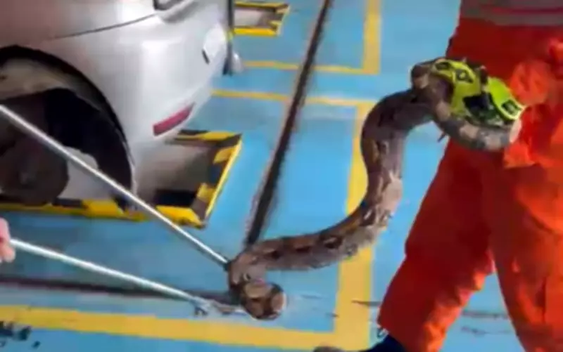 Jiboia de 2 metros é resgatada de dentro de carro em Lagarto, Sergipe
