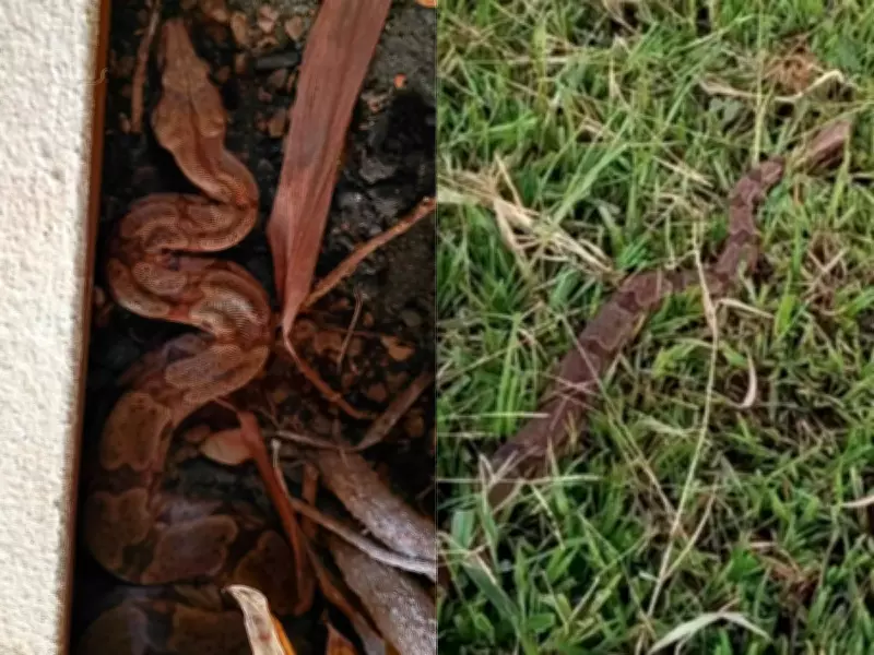 Jiboia de 2 metros é resgatada em jardim residencial no interior de São Paulo