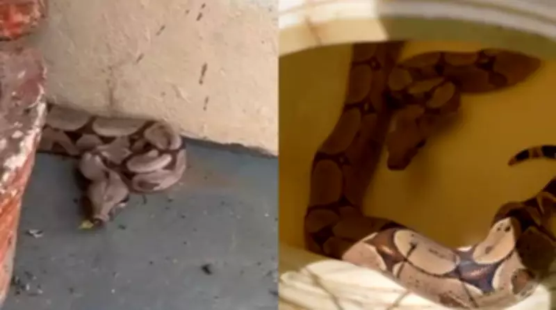 Jiboia invade residência em Sorriso e é resgatada por Bombeiros em MT